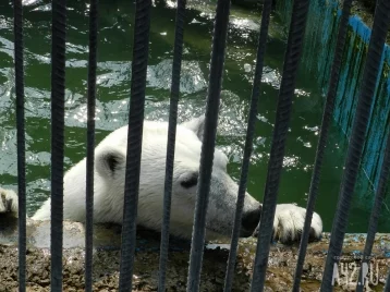 Фото: В Москве умер белый медведь, спасённый на острове Диксон 1