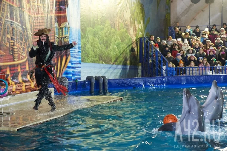 Фото: Кемеровчане станут участниками театрализованного шоу дельфинов 4