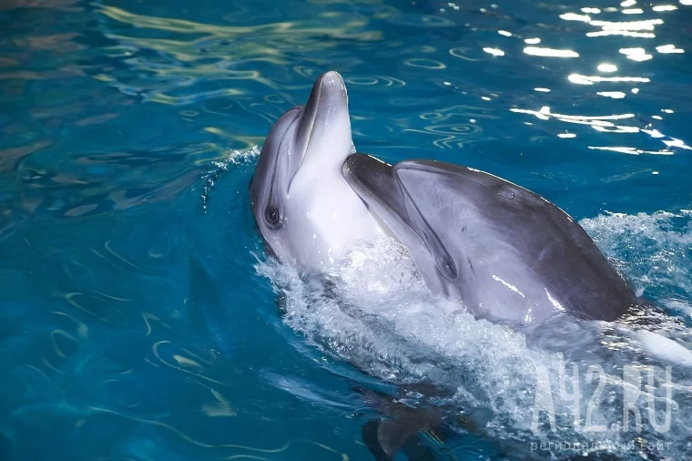 Фото: Кемеровчане станут участниками театрализованного шоу дельфинов 5