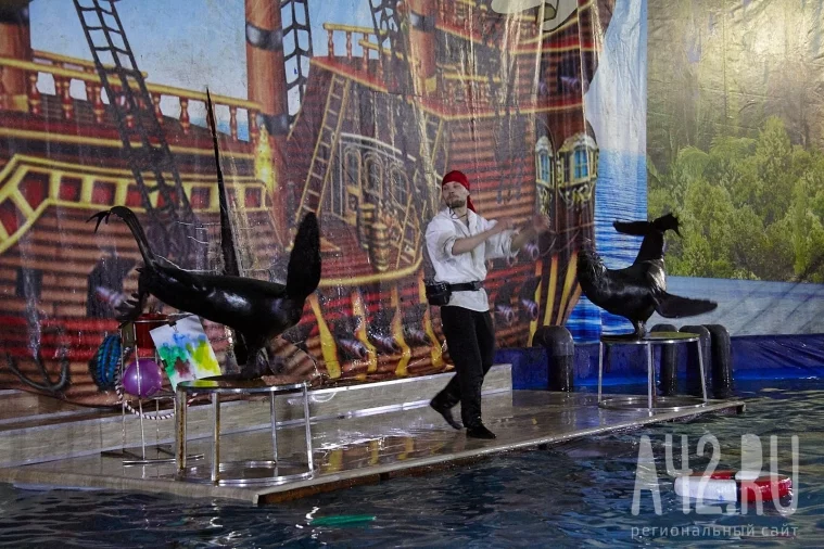 Фото: Кемеровчане станут участниками театрализованного шоу дельфинов 6