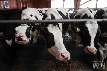 Фото: В 2019 году власти Кузбасса направят на поддержку молочного животноводства в 5,5 раза больше средств 1