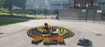Фото: В Кемерове на клумбы высадили более полумиллиона цветов 2