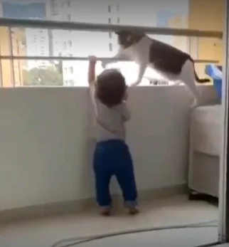 Фото: Кошка спасла ребёнка от падения с балкона  1