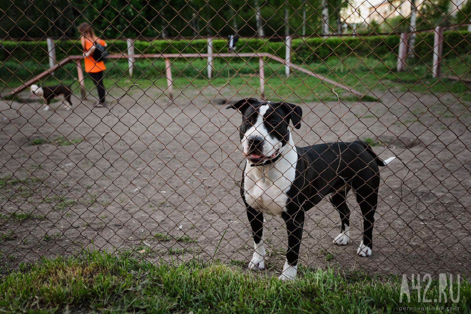 Дикие и не тлько: в Кузбассе от укусов животных за полгода пострадали почти 4 000 человек
