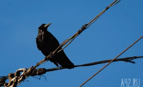 Власти Кузбасса разрешили отстреливать ворон в неограниченном количестве