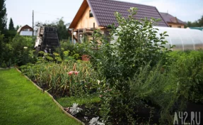 В Кузбассе многодетным семьям бесплатно выделят земельные участки 