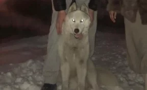 В Кемерове ищут пропавшую собаку породы хаски