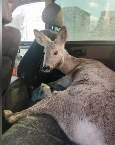 Фото: <a href=https://vk.com/dlkkuzbassa?w=wall-200752967_9102>Минлескомплекса и охотхозяйства Кузбасса </a>/ «ВКонтакте»