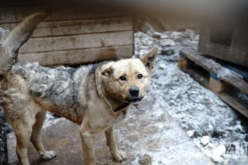 Фото: Власти Кемерова потратят почти 11 млн рублей на отлов бездомных животных  1