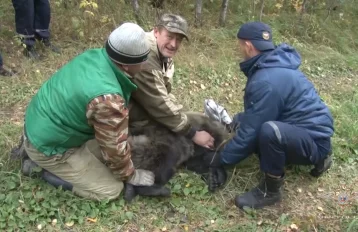 Фото: Ловля медвежонка в Прокопьевске попала на видео 1