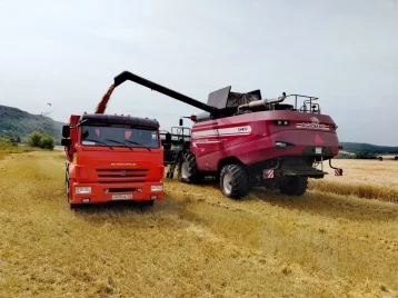 Фото: Несмотря на дожди: кузбасские аграрии собрали почти 70 тысяч тонн зерна 1