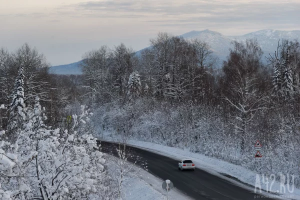 В минлесокомплекса Кузбасса рассказали, как не сбить косулю на дороге