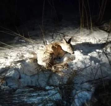 Фото: «Повреждены задние ноги»: в Кемерове спасатели помогли косуле выбраться из снега 1