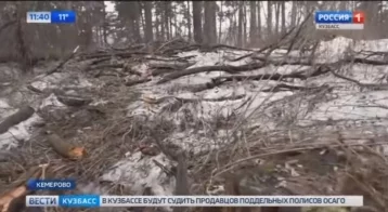 Фото: Власти Кемерова прокомментировали вырубку деревьев в сосновом бору 1