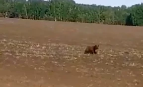 Глава кузбасского округа предупредил о вышедшем к людям медведе
