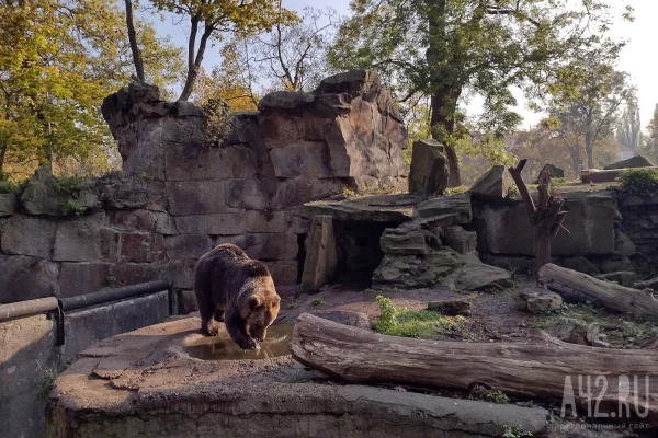 В Новокузнецком округе начали делать кормушки для медведей, чтобы они не выходили к людям