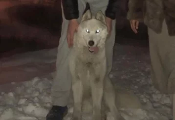 Фото: В Кемерове ищут пропавшую собаку породы хаски 1