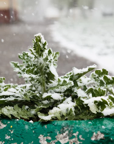 Вильфанд объяснил аномально тёплую погоду в Сибири