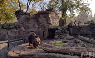 В Новокузнецком округе начали делать кормушки для медведей, чтобы они не выходили к людям