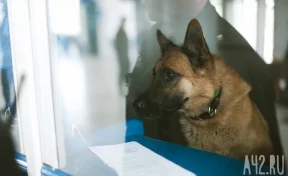 Собака помогла таможенникам найти более 37 тысяч пачек палёных сигарет из магазинов Новокузнецка