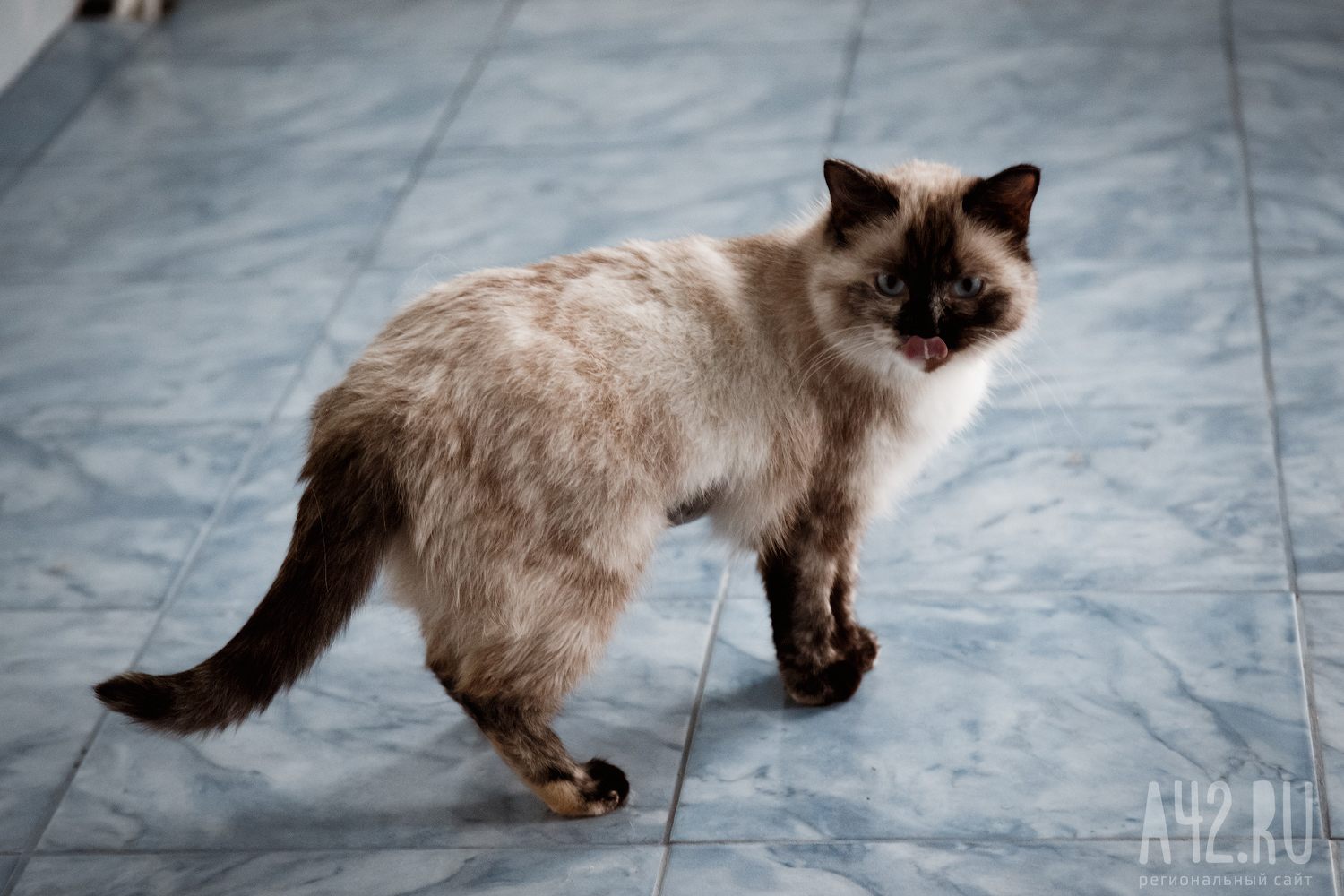 Учёные доказали пользу мурчания кошек для человека