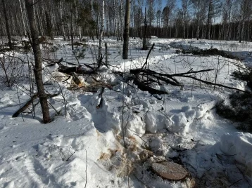 Фото: Кузбассовец незаконно спилил сосны почти на 1 млн рублей 1
