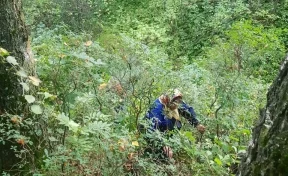Две женщины ушли за грибами и заблудились в лесу в Кемеровском округе