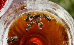 В Кузбассе любители сладкого украли 27 литров мёда с пасеки