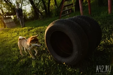 Фото: Собачья радость: тест площадок для выгула животных в Кемерове  25