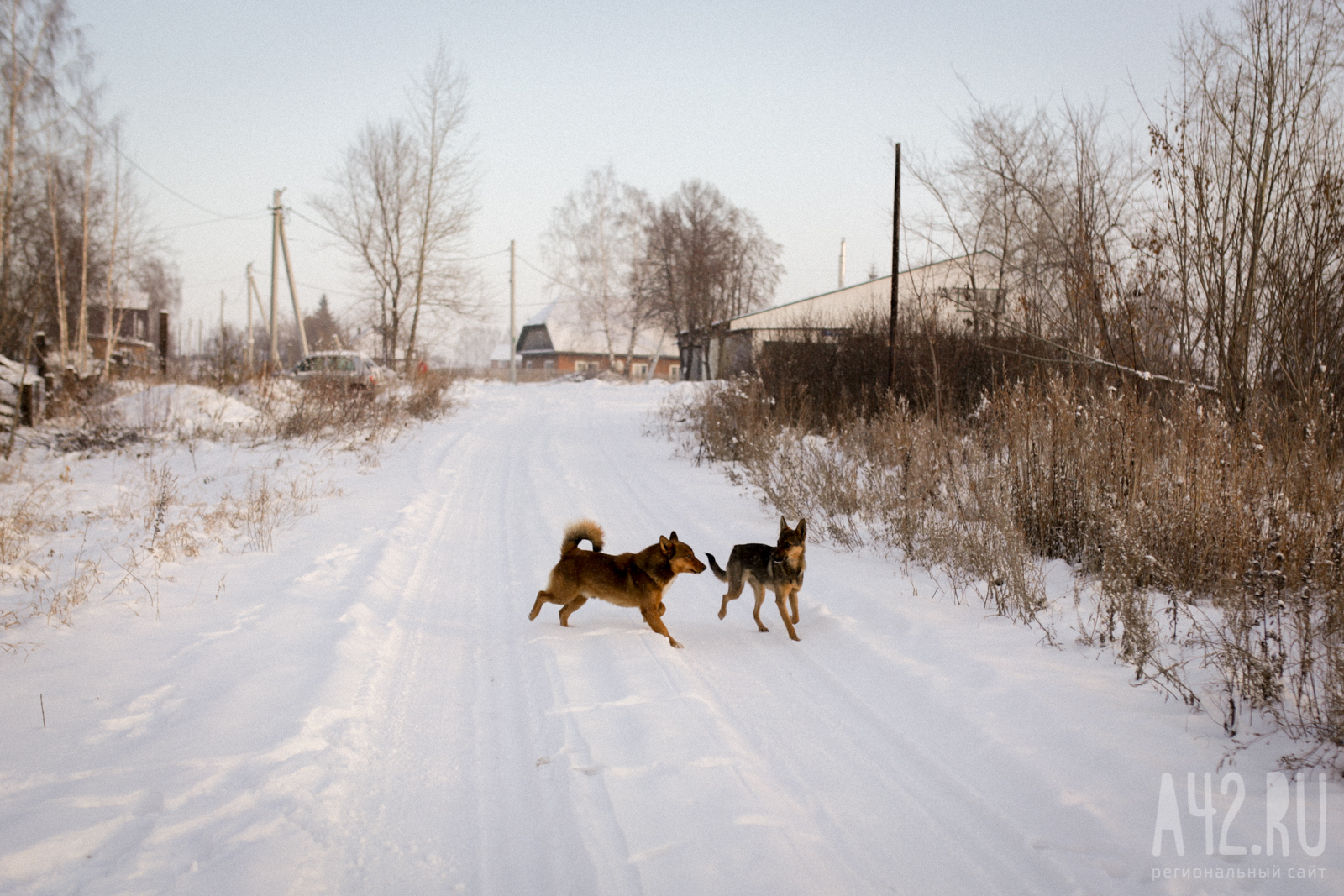 Собак, которые загрызли ребёнка в Оренбурге, выпустят обратно на улицу 