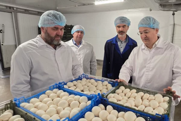 Глава правительства Кузбасса рассказал, как выращивают шампиньоны в Новокузнецком округе