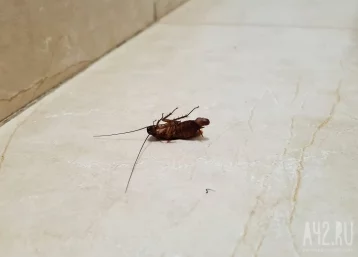 Фото: Новокузнечанка пожаловалась на тараканов, ползающих по диванам в кафе 1