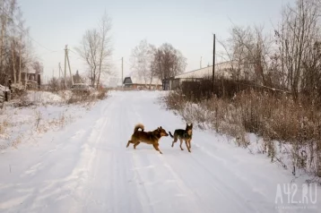 Фото: Собак, которые загрызли ребёнка в Оренбурге, выпустят обратно на улицу  1