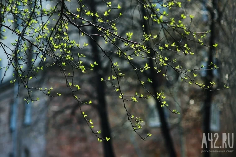 Фото: Когда в Кузбасс придёт весна 1