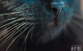 В Турции мужчину после развода обязали выплачивать алименты на котов