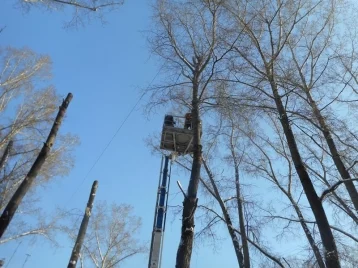 Фото: В Новокузнецке обрезали опасные тополя 1