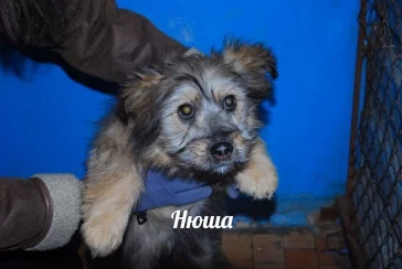 Фото: Один из трёх щенков из кемеровского «Парка Чудес» обрёл дом 2