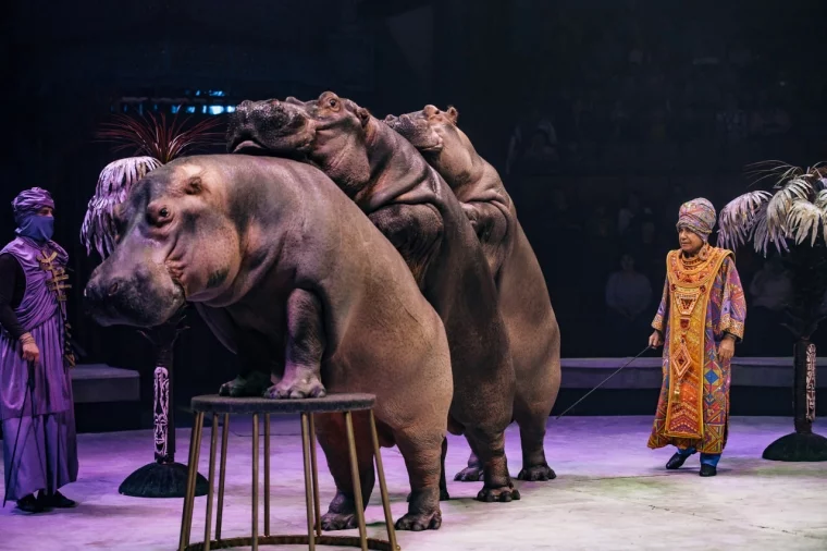 Фото: Верблюды, бегемоты и восточный замок: 20 декабря в Кемеровском цирке состоится премьера шоу Гии Эрадзе «Песчаная сказка» 4