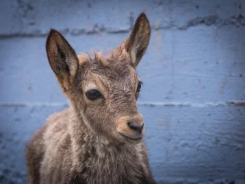 Фото: Посетители зоопарка в Красноярске до смерти закормили винторогого козла 1