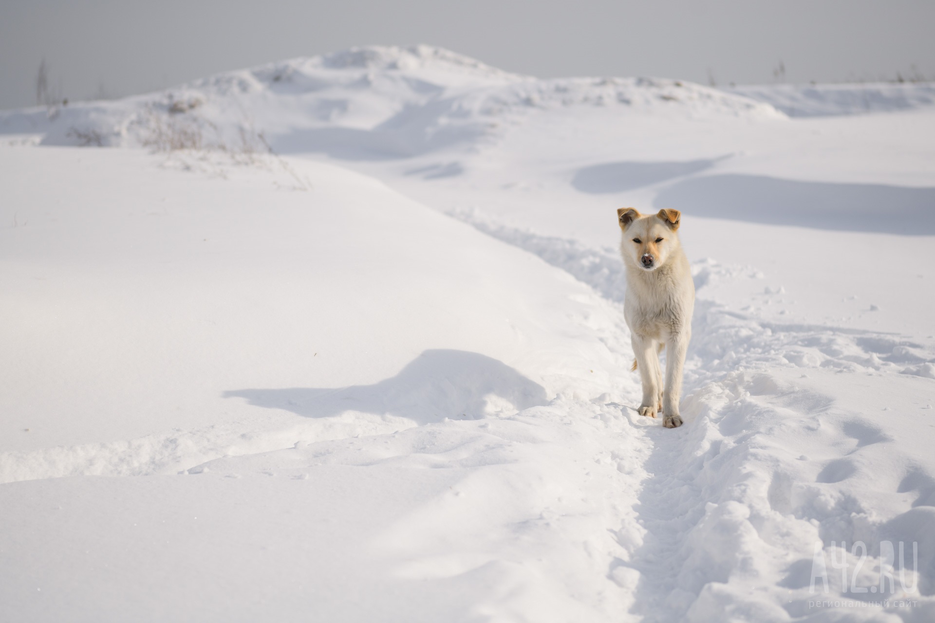 Полиция Кузбасса опровергла информацию о массовом отравлении собак в Киселёвске