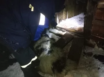 Фото: Под Кемеровом спасатели пришли на помощь собаке, которая запуталась в цепи 1