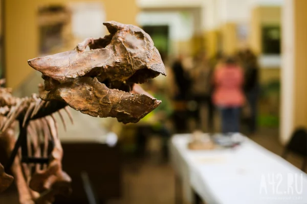 Самый древний янтарь России, мини-стоунхендж Алчедата и хищный ящер Киякурсор: что раскопали археологи в Кузбассе