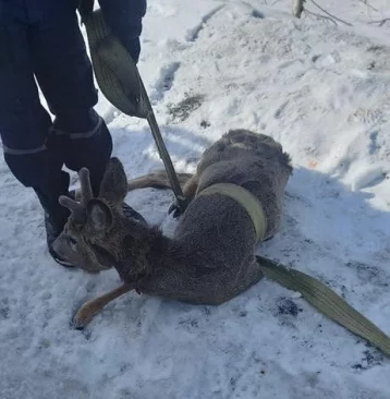 Фото: В Кузбассе покусанная собаками косуля провалилась под лёд 1