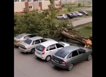 Фото: В Ленинске-Кузнецком ветер повалил большое дерево на автомобиль 1