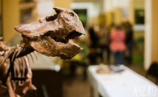 Самый древний янтарь России, мини-стоунхендж Алчедата и хищный ящер Киякурсор: что раскопали археологи в Кузбассе