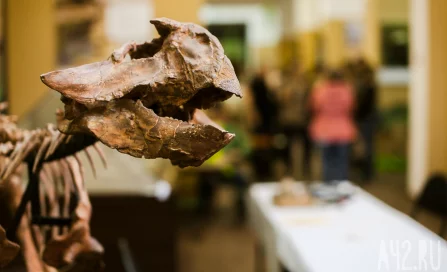 Самый древний янтарь России, мини-стоунхендж Алчедата и хищный ящер Киякурсор: что раскопали археологи в Кузбассе