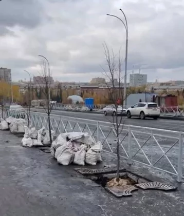 Фото: В Кемерове на Красноармейском мосту начали высаживать липы 1