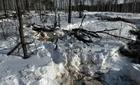 Кузбассовец незаконно спилил сосны почти на 1 млн рублей