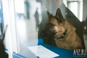 Фото: Собака помогла таможенникам найти более 37 тысяч пачек палёных сигарет из магазинов Новокузнецка 1