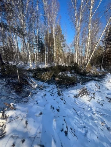 Фото: В Кузбассе неизвестные уничтожили 11 сосен на 28 тысяч рублей  1